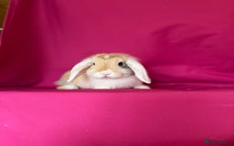 Mini Lop rabbits for sale: Two of tiny mini lop babies ready to leave now!  - Image 3