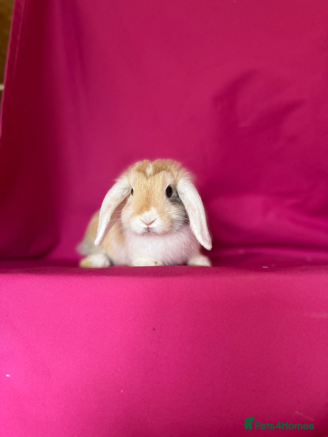 Mini Lop rabbits for sale: Two of tiny mini lop babies ready to leave now!  - Image 3