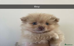 Pomeranian dogs for sale: Pomeranian puppy’s  - Image 10