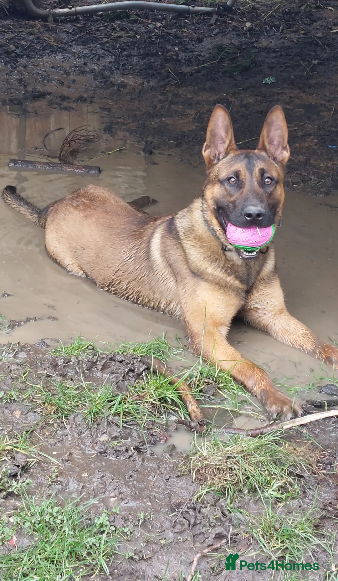 Belgian Shepherd Dog dogs for stud: Stud only in Birmingham - Advert 3