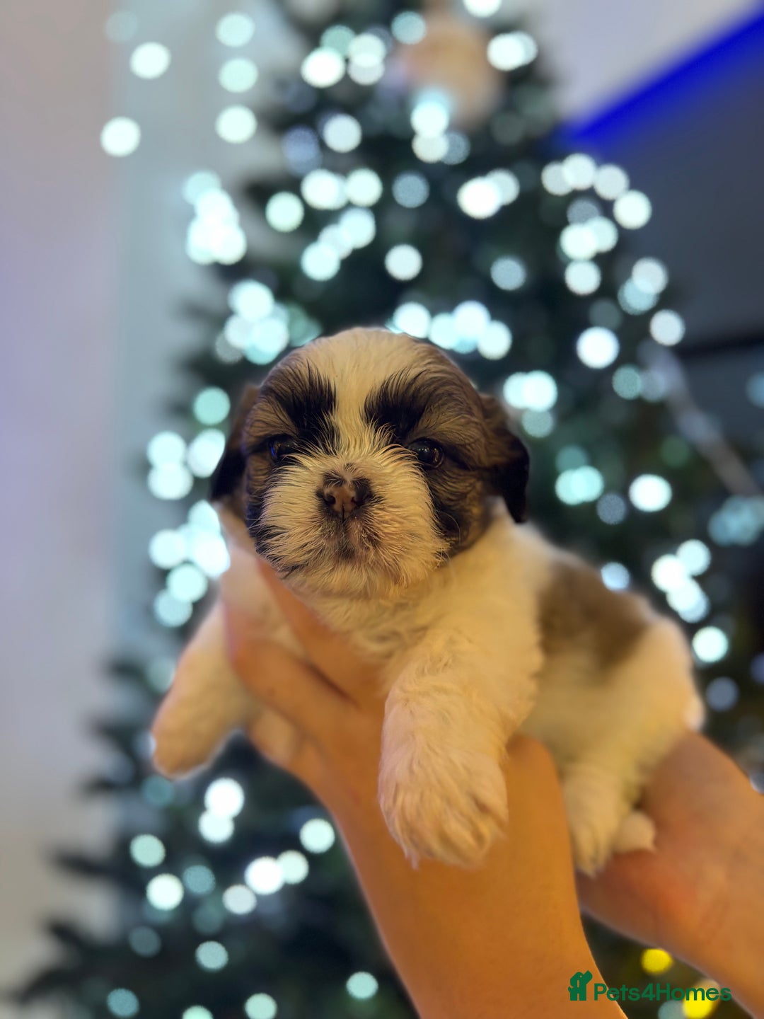 Shih Tzu dogs for sale: Beautiful litter of 6 Shih Tuz pups  - Advert 20