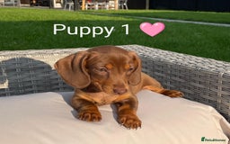 Miniature Dachshund dogs for sale: Ethically Bred Superior Health Tested Miniatures - Image 4