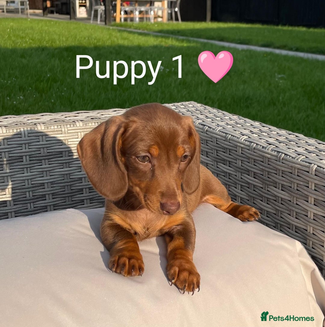 Miniature Dachshund dogs for sale: Ethically Bred Superior Health Tested Miniatures - Image 4