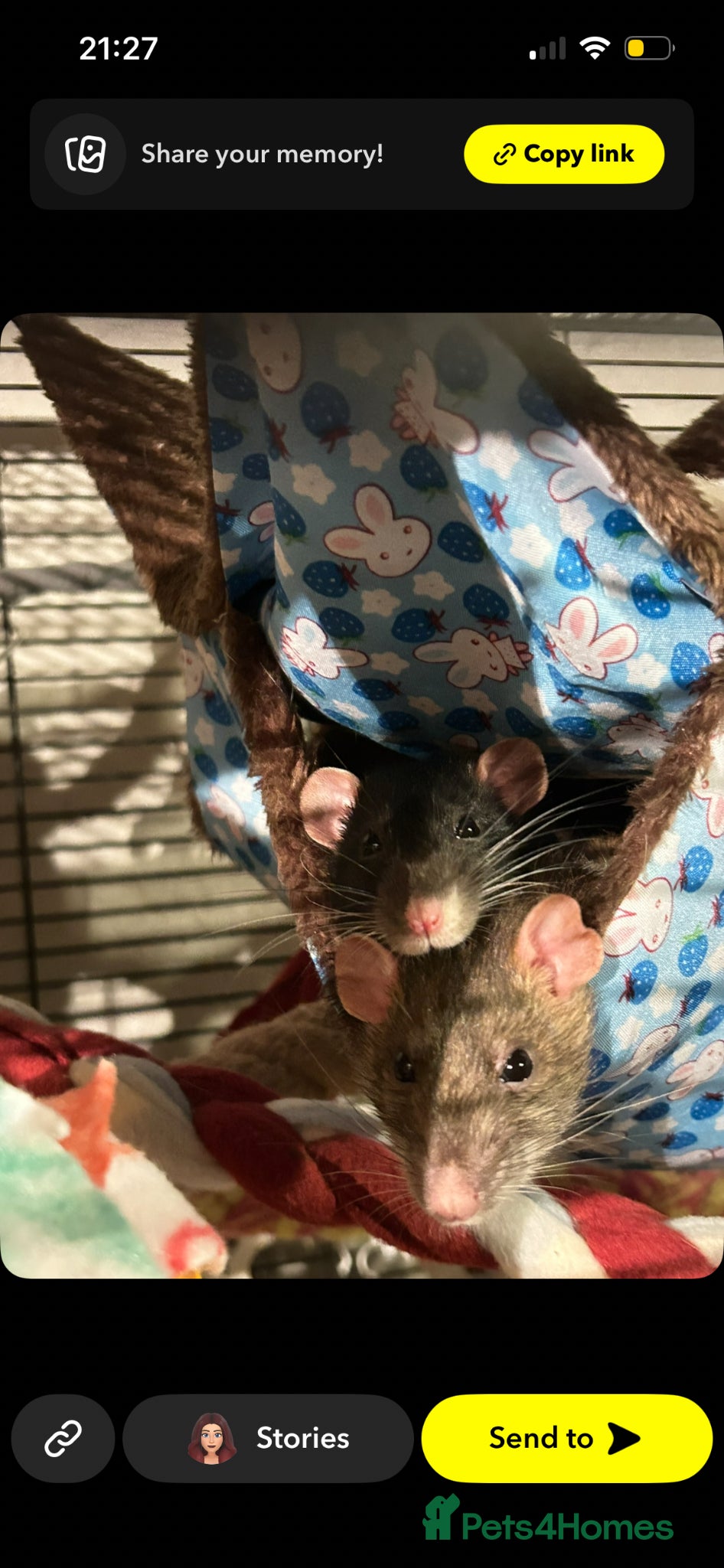 Rat rodents 6 lovely girls in need of home  - Advert 3