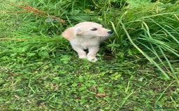 Golden Retriever dogs for sale: Golden Retriever puppies  - Image 3