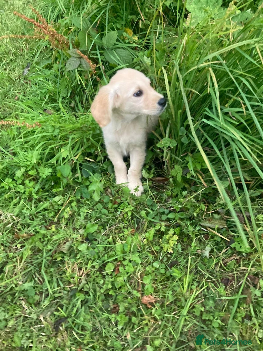 Golden Retriever dogs for sale: Golden Retriever puppies  - Image 3