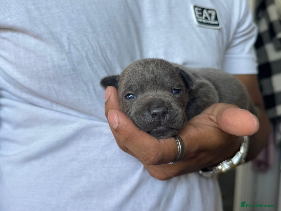 Staffordshire Bull Terrier dogs for sale: 😍😍 BEAUTIFUL & CHUNKY BLUES💙 - Image 29