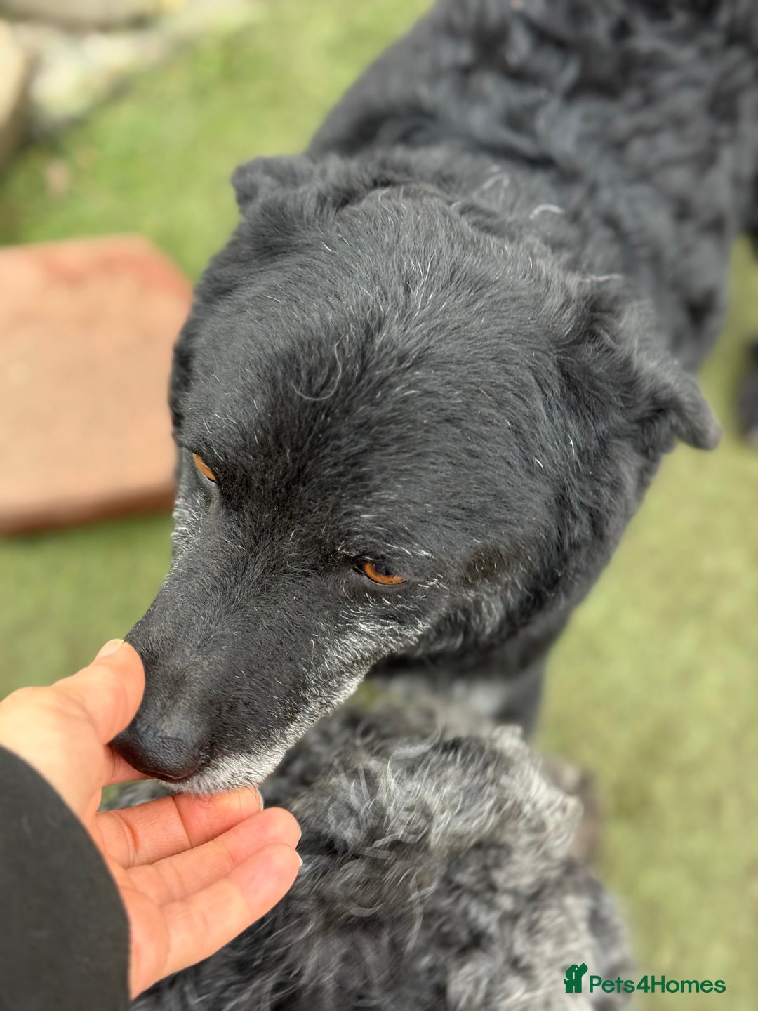 Mixed Breed dogs for adoption: Sweet Romeo Looking for LOVE - Advert 24