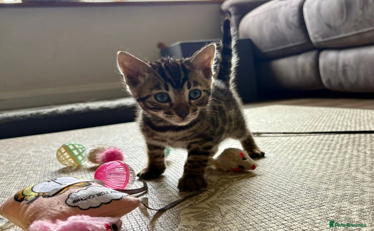 Bengal cats - Advert 1