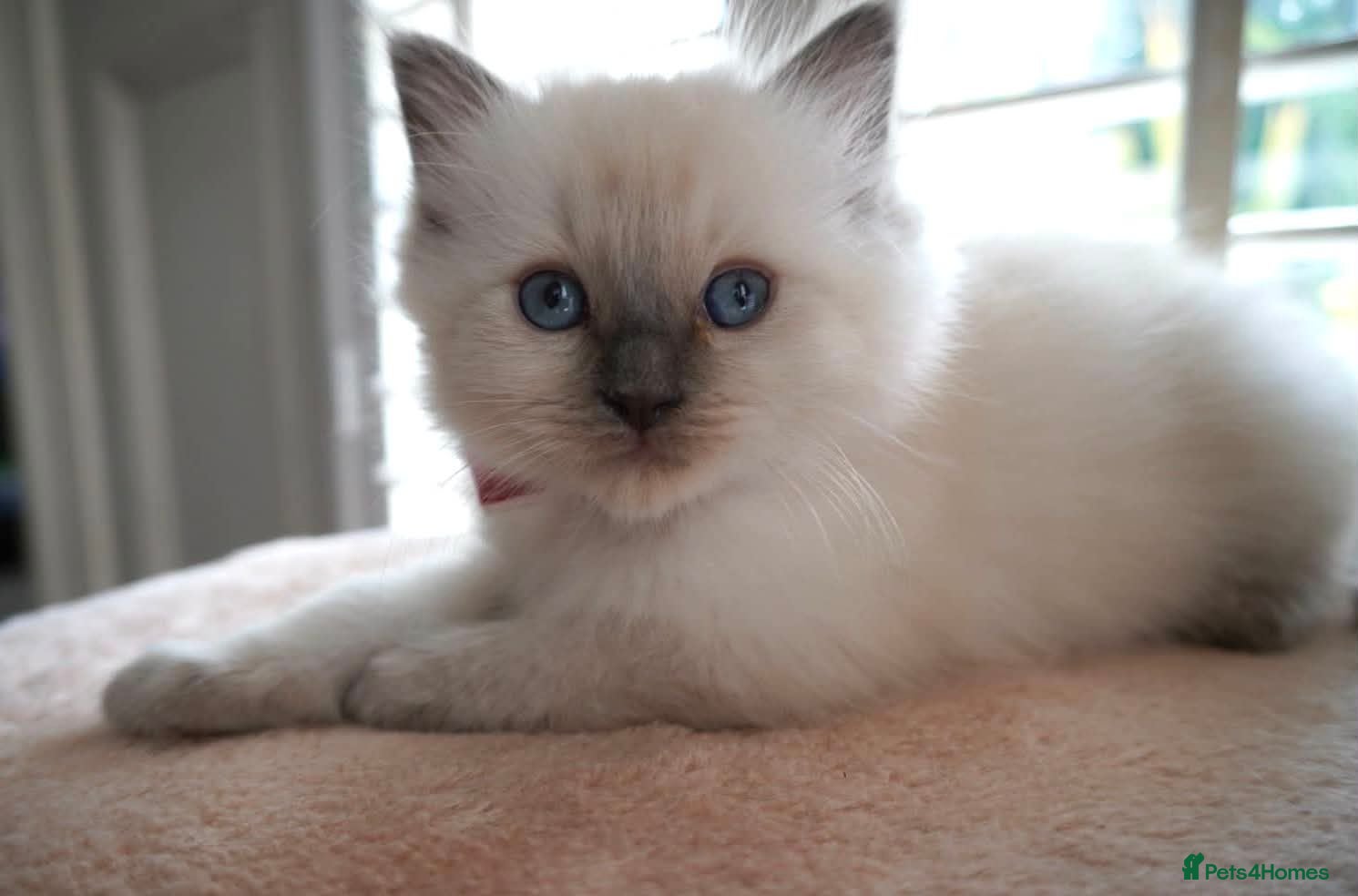 Ragdoll cats Stunning ragdoll kittens READY TO LEAVE - Advert 13