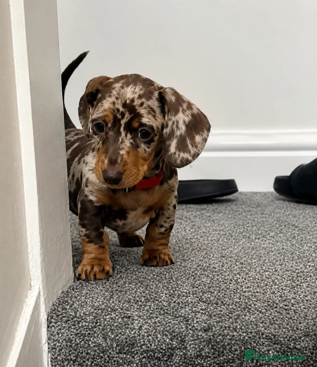 Miniature Dachshund dogs for sale: LAST 3 READY TO LEAVE Smooth haired mini dachunds - Advert 1