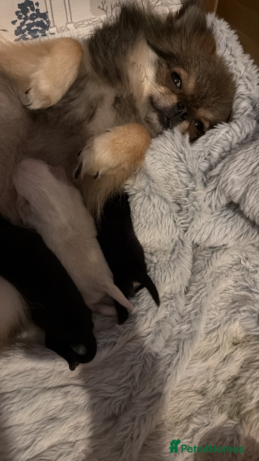 Pomeranian dogs for sale: Pomeranian puppys  - Advert 5