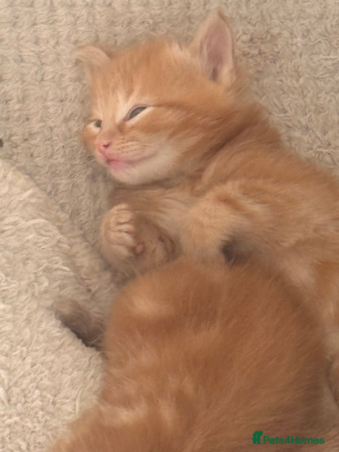 Maine Coon cats for sale: Ginger kittens - Advert 24