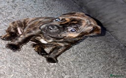 Staffordshire Bull Terrier dogs for sale: Floyd & Sky - Advert 27