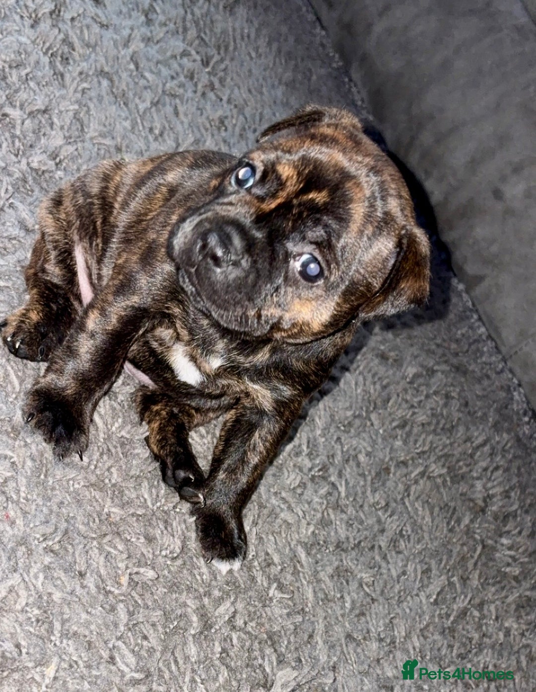 Staffordshire Bull Terrier dogs for sale: Floyd & Sky - Advert 27