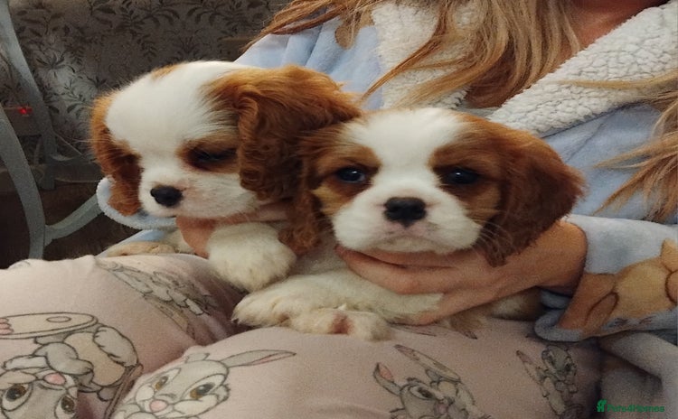 Cavalier King Charles Spaniel dogs - Advert 2