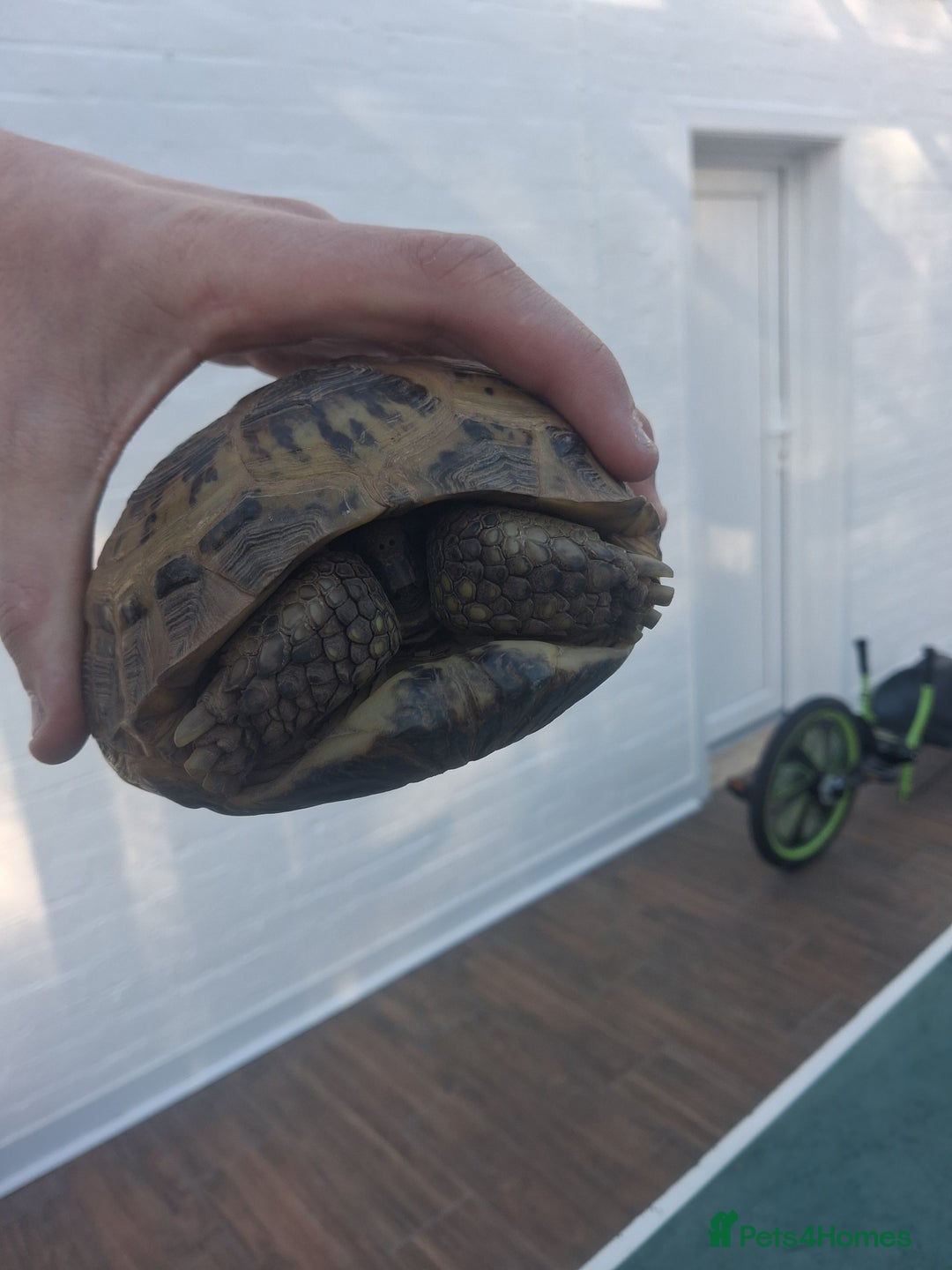 Tortoise reptiles for sale: Tortice for sale- does not hibernate - Advert 9