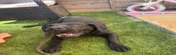 Labrador Retriever dogs for sale: Rue 2 year old lab  - Advert 5
