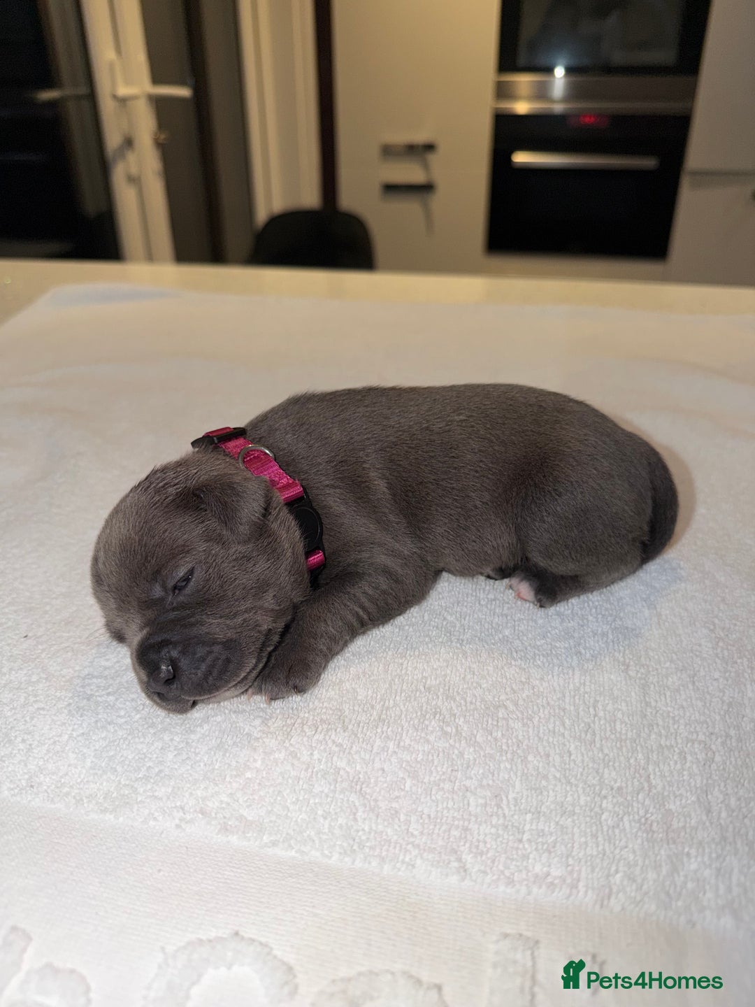 Staffordshire Bull Terrier dogs for sale: 💙Blue x Rare Fawn Staffordshire Bull Terrier Pups - Advert 27