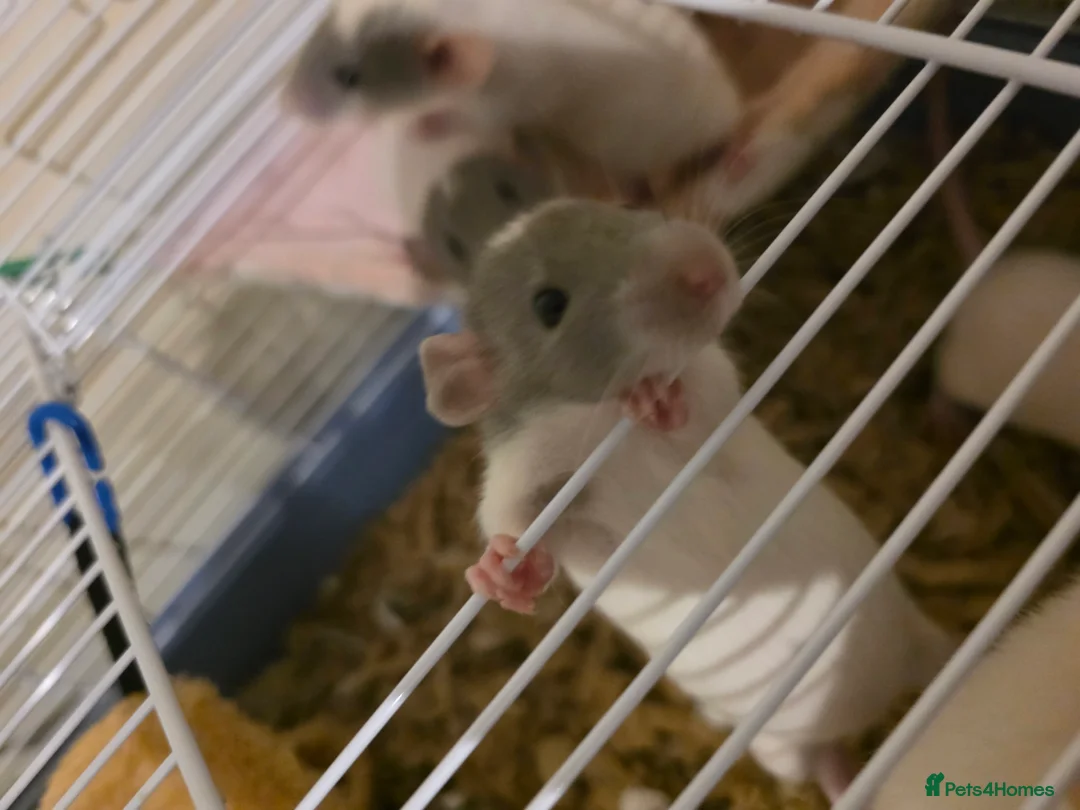 Rat rodents for sale: Baby Dumbo Rats - Handtame - Advert 3