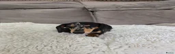 Miniature Dachshund dogs for sale: Black Dapple shorthair girl  - Advert 8