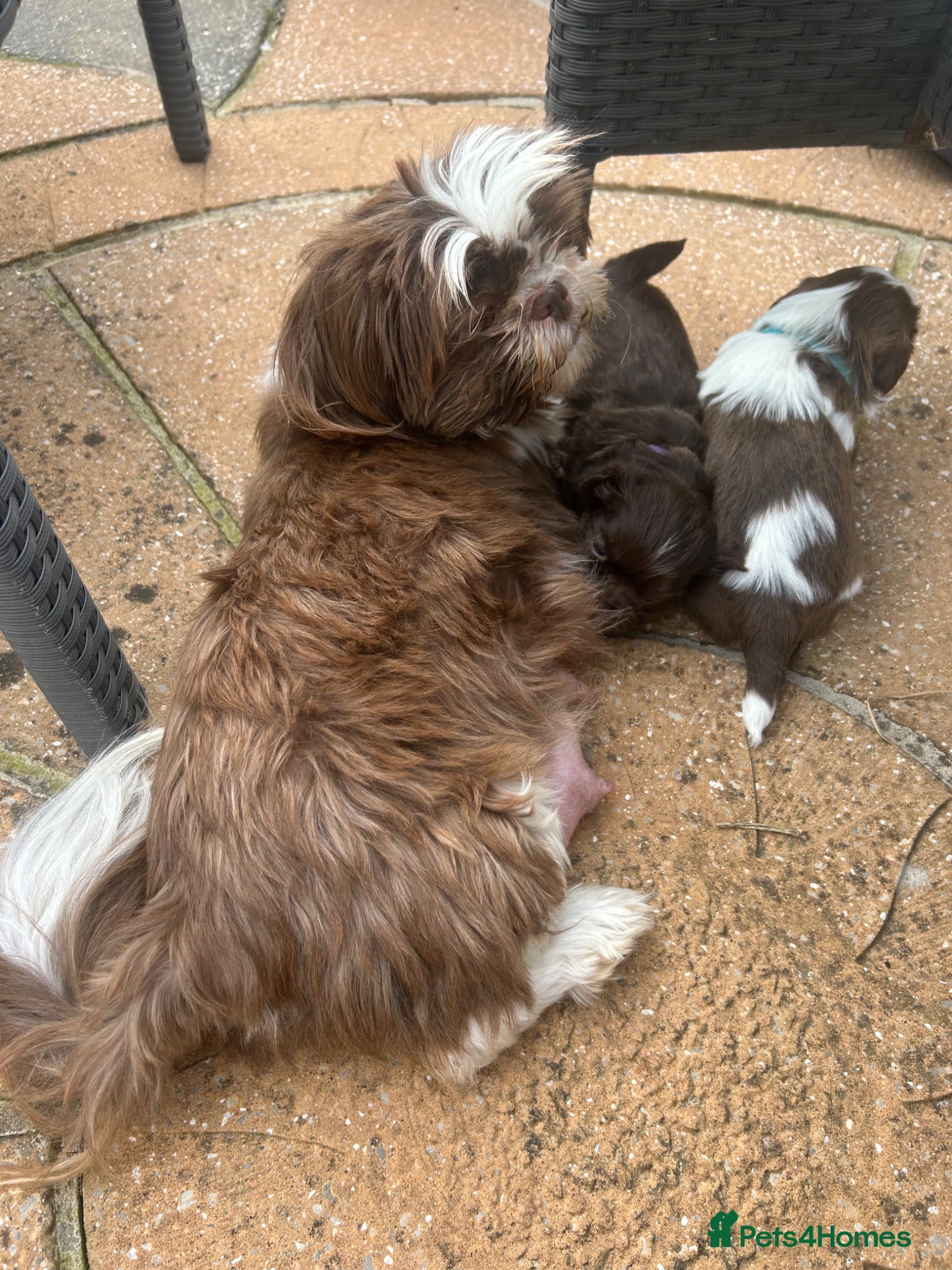 Shih Tzu dogs Imperial Shihtzu Chocolates - Advert 1