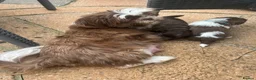 Shih Tzu dogs for sale: Imperial Shihtzu Chocolates - Advert 1
