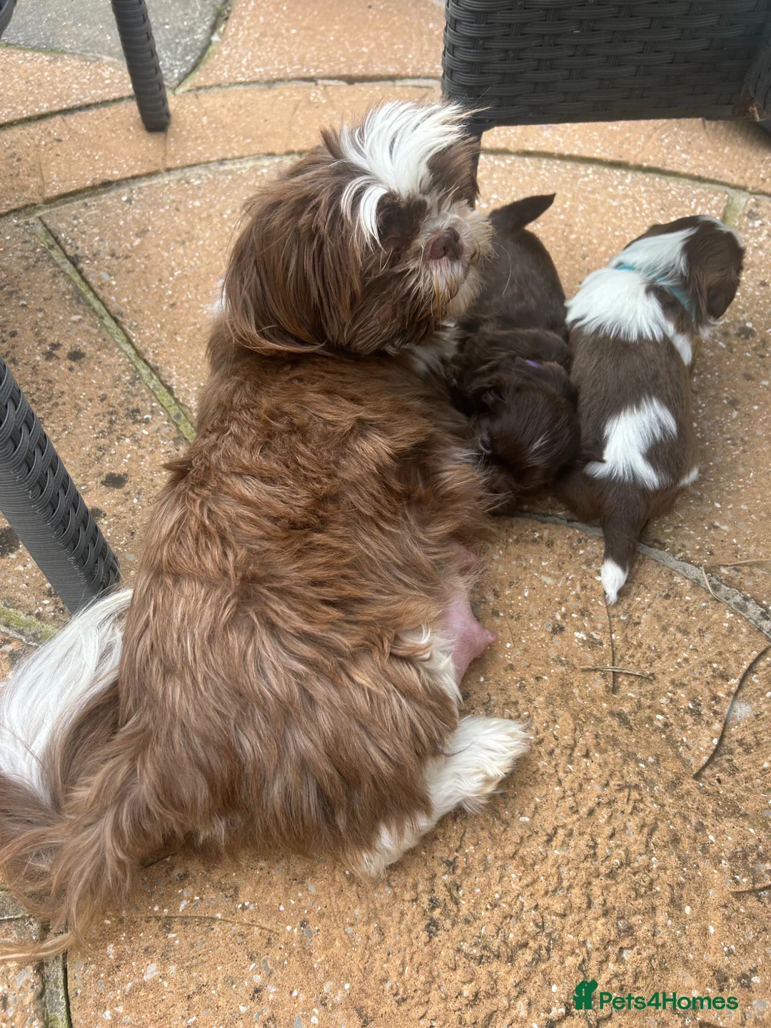 Shih Tzu dogs for sale: Imperial Shihtzu Chocolates - Advert 1
