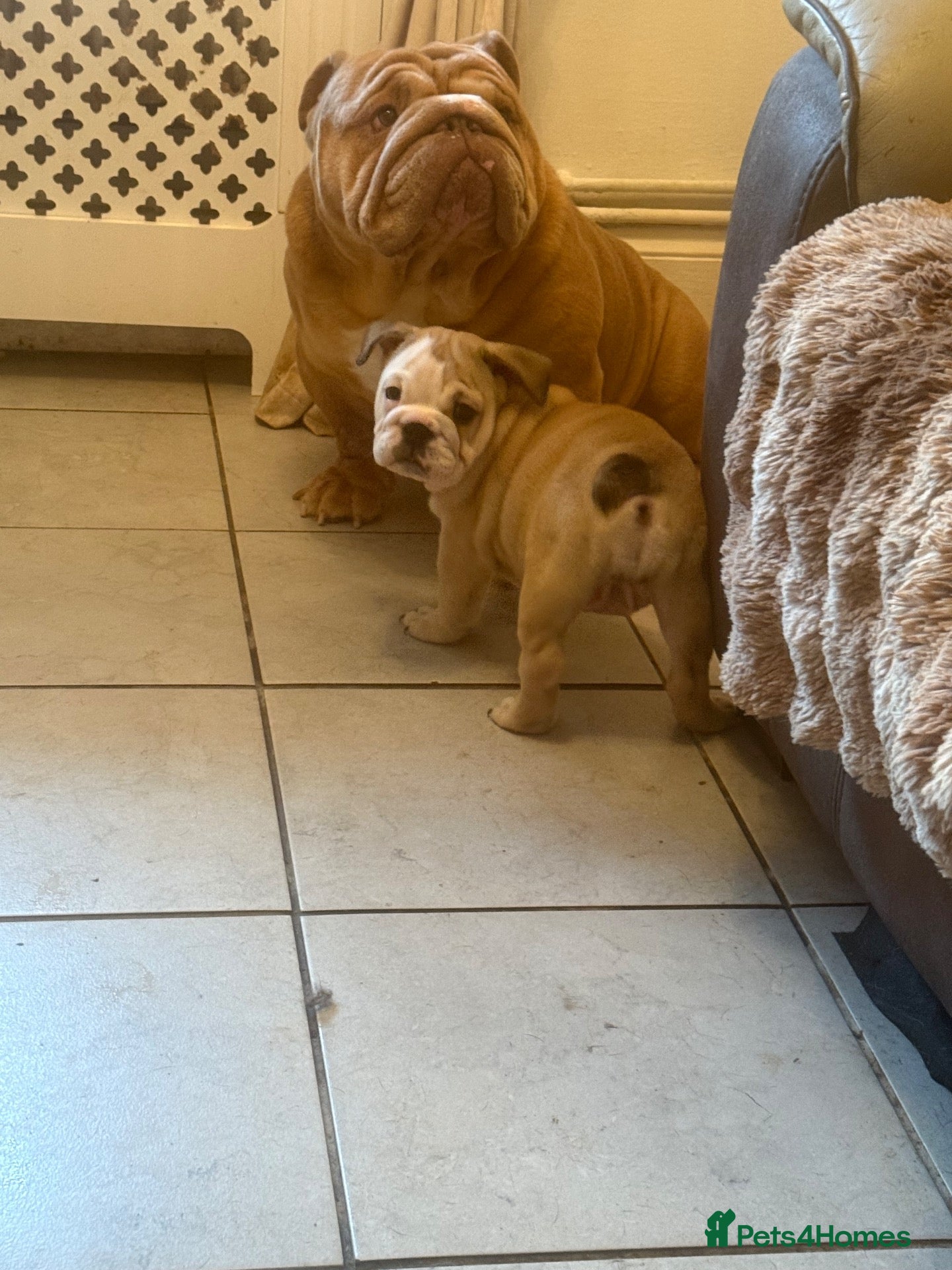 English Bulldog dogs English bulldog puppies  - Advert 16