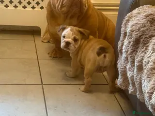 English Bulldog dogs English bulldog puppies - Advert 16