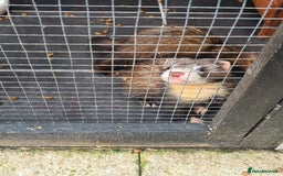 Ferret rodents for sale: 5 hobs - Image 3