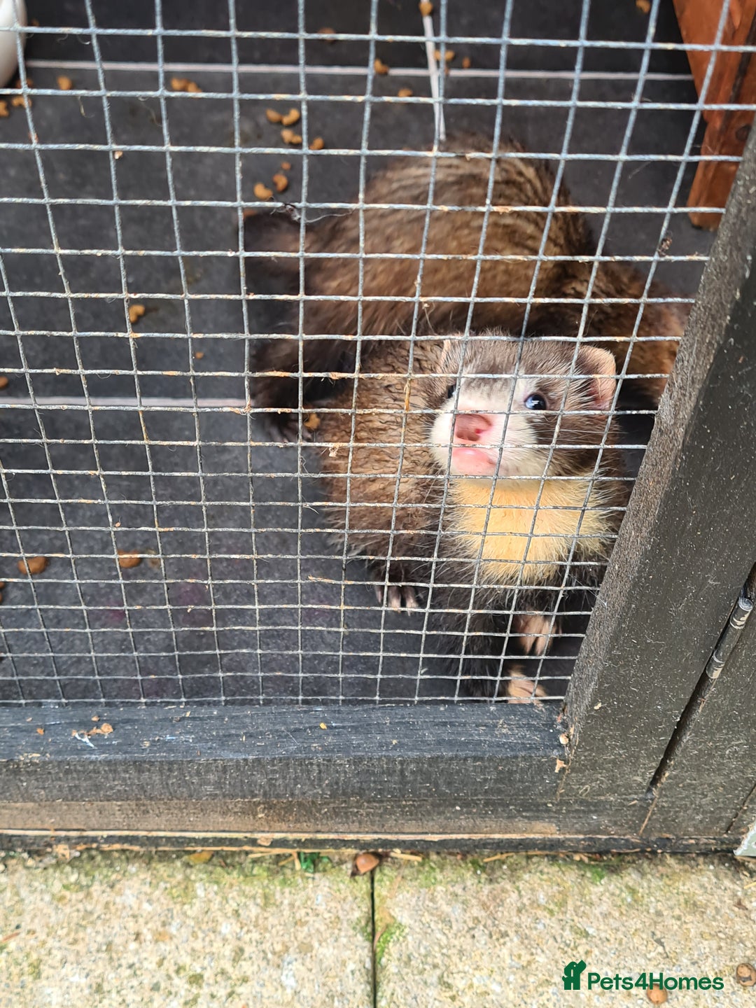 Ferret rodents for sale: 5 hobs - Image 3