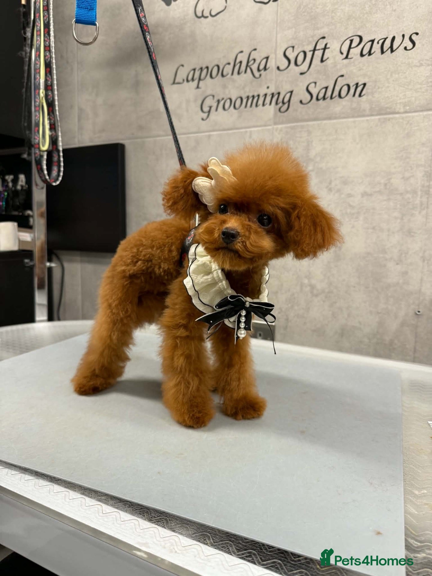 Toy Poodle dogs for sale: 🧸READY NOW Asian Poodle Girl🧸 - Advert 1