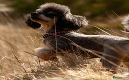 Cockapoo dogs for sale: Cockapoo pups (F1b) - Image 3