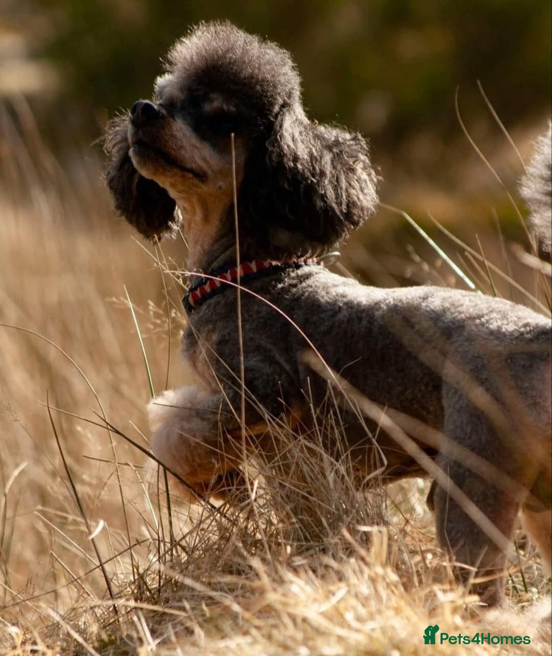 Cockapoo dogs for sale: Cockapoo pups (F1b) - Image 3