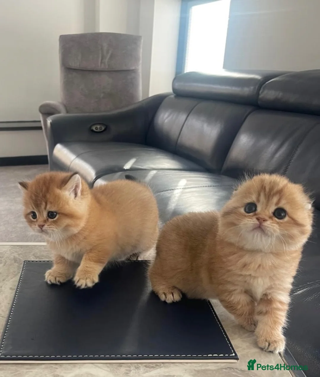 Scottish Fold cats for sale: Beautiful scottish fold and scottish straight - Advert 2