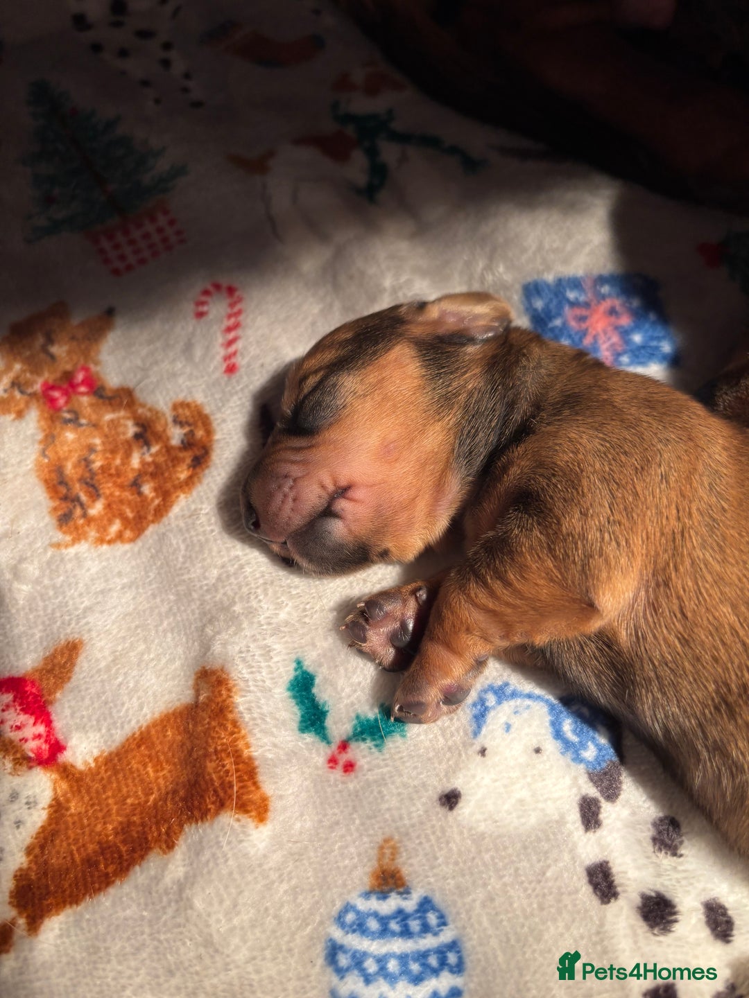 Miniature Dachshund dogs for sale: Miniature dachshund (1 girl left) - Advert 23