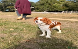 Cavalier King Charles Spaniel dogs for sale: 1 yr old Cavalier King Charles-Loving Home Needed - Advert 5