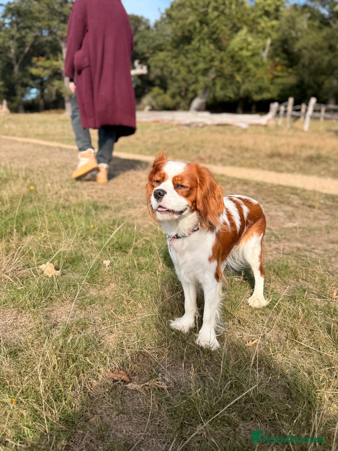Cavalier King Charles Spaniel dogs for sale: 1 yr old Cavalier King Charles-Loving Home Needed - Advert 5