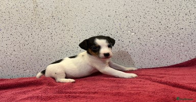 Jack Russell dogs - Advert 6