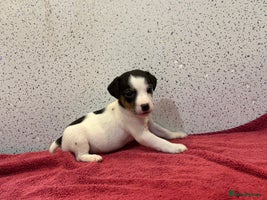 Jack Russell dogs - Advert 6