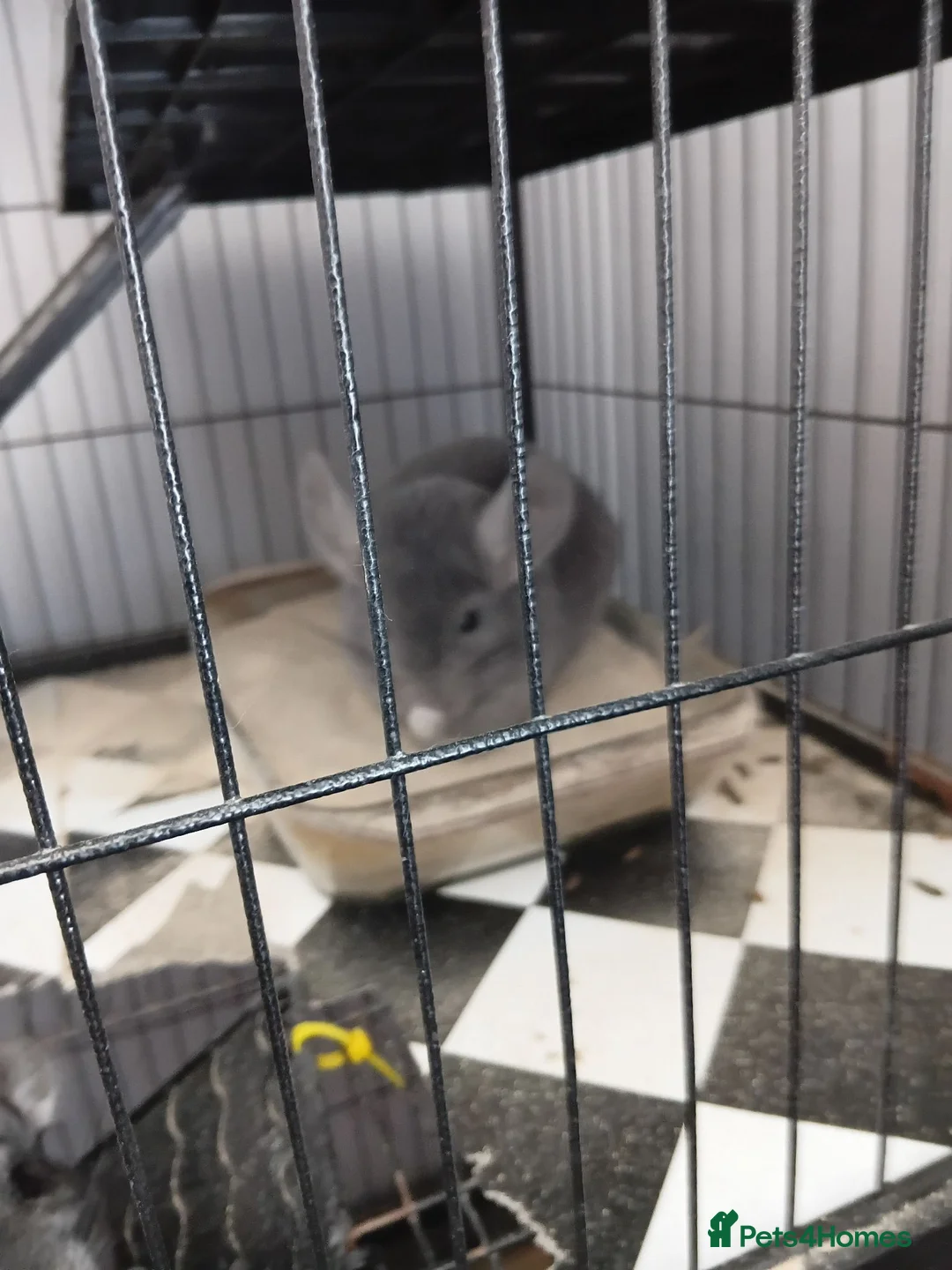 Chinchilla rodents for sale: Chinchlla in Blackpool - Advert 2