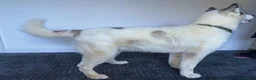 Siberian Husky dogs for stud: Siberian Husky for Stud - Advert 6