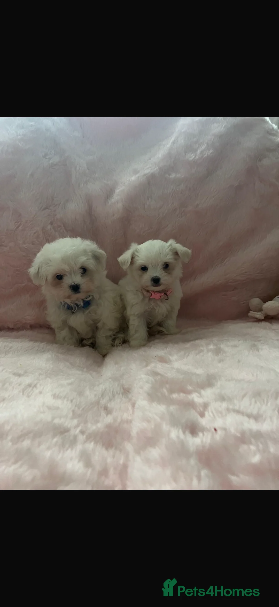 Maltese dogs for sale:  **  Maltese pups  - Advert 6