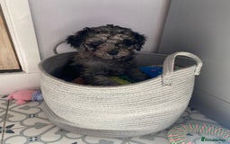 Labradoodle dogs for sale: 🌈POTENTIAL THERAPY/ASSISTANCE PUPS🌈LAST GIRL💜 in Harlow - Image 6