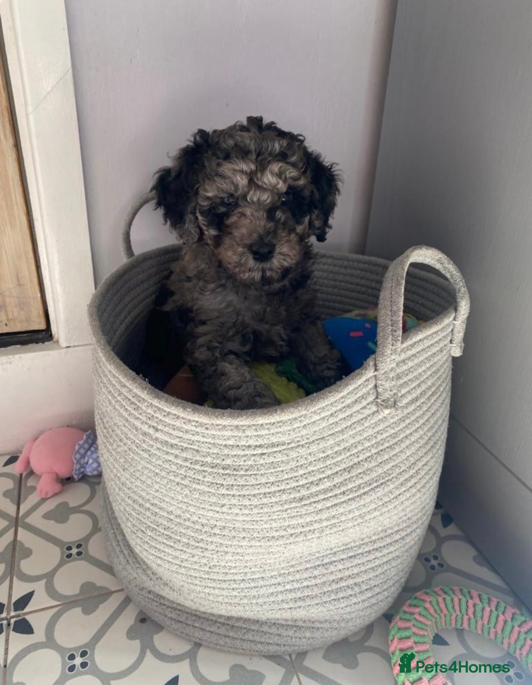 Labradoodle dogs for sale: 🌈POTENTIAL THERAPY/ASSISTANCE PUPS🌈LAST GIRL💜 in Harlow - Image 6