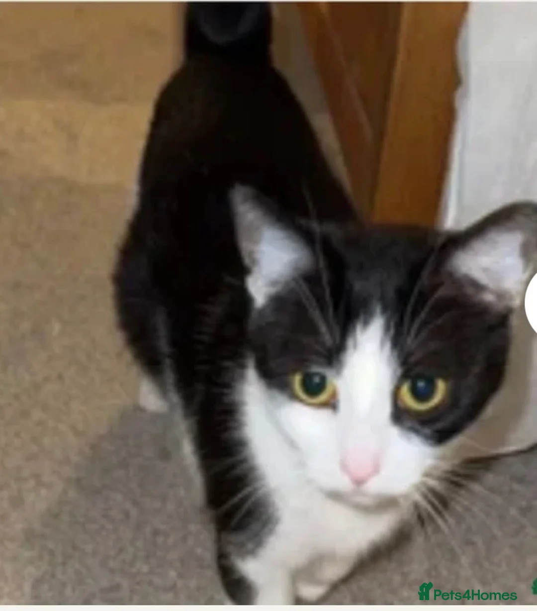 British Shorthair cats for sale: 2 black and white boys for sale - Advert 1