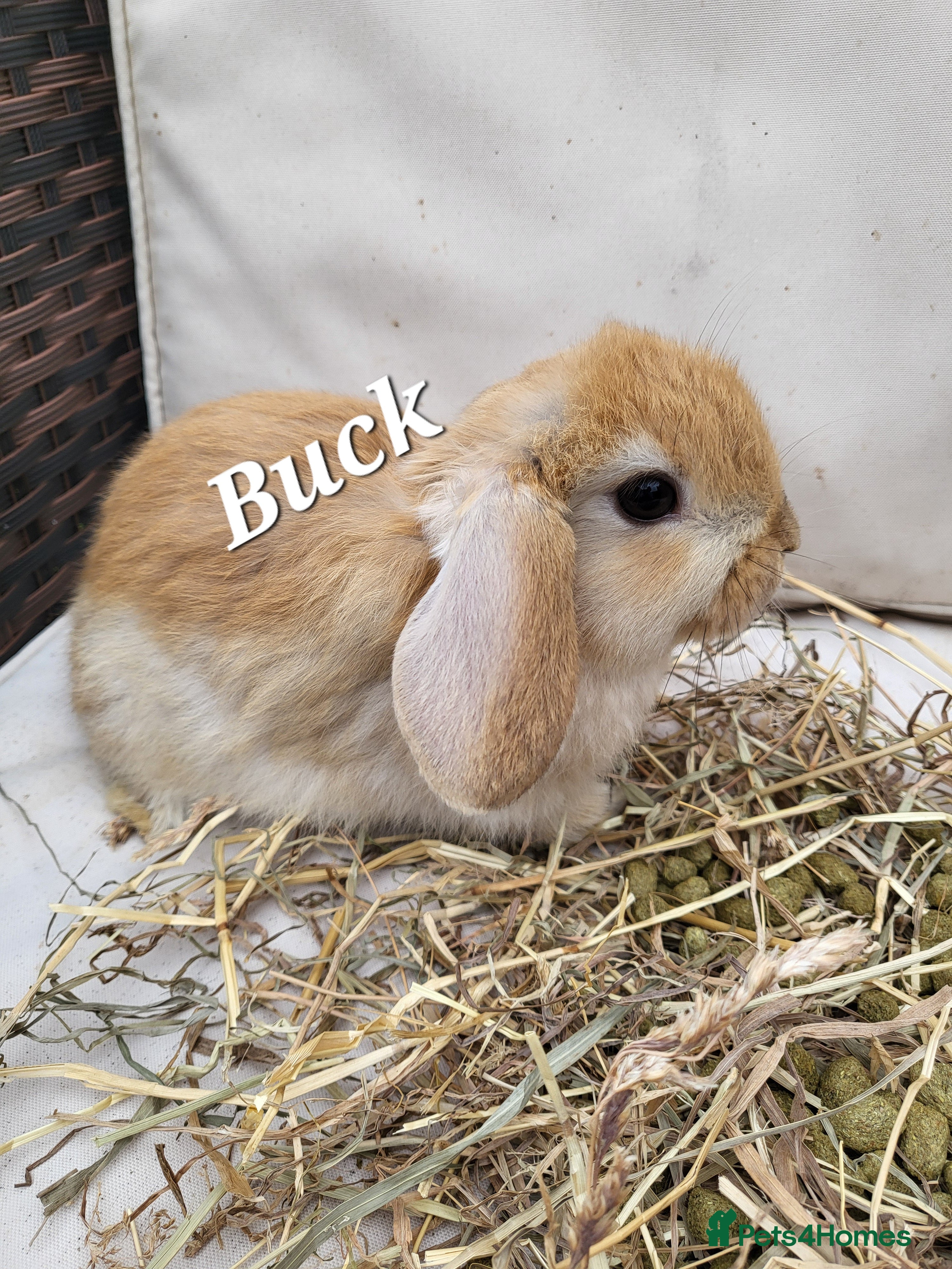 Mini Lop rabbits  Mini-Lop Rabbits – Ready for Loving Homes 7th Feb - Advert 5
