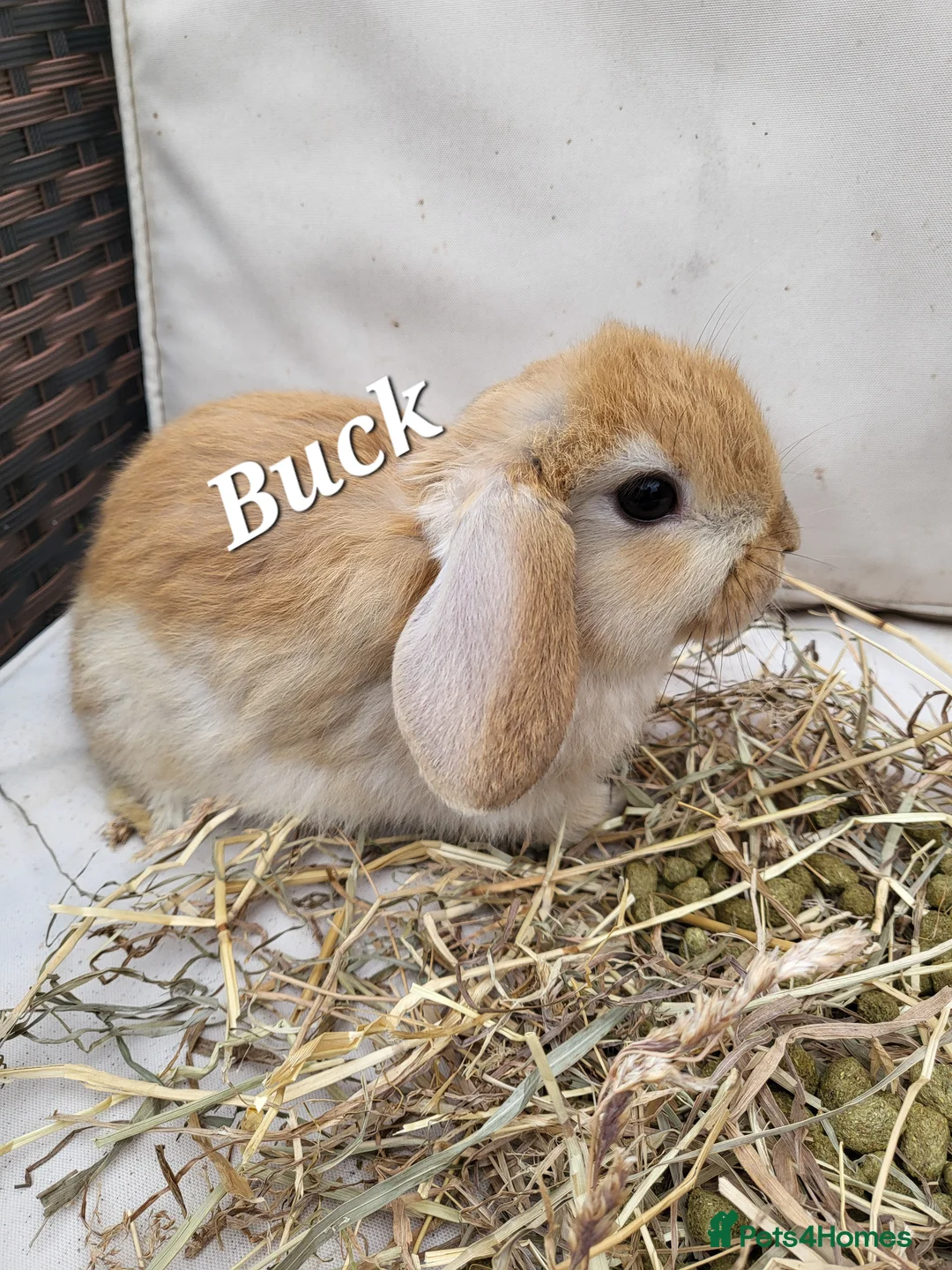 Mini Lop rabbits for sale:  Mini-Lop Rabbits – Ready for Loving Homes 7th Feb - Advert 3