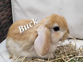 Mini Lop rabbits Mini-Lop Rabbits – Ready for Loving Homes 7th Feb - Advert 5